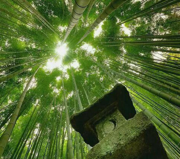 El bambú es un arma poderosa contra el cambio climático